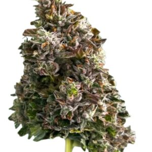 Bazookas by Ostara Medical THC 30.3% Terps 3.4% - 3.5 gram (vet)